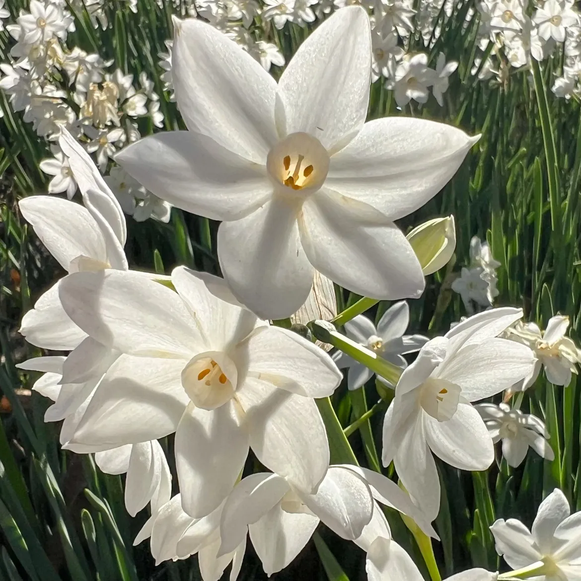 Narcisse Paperwhite - Fleurit sans même la terre