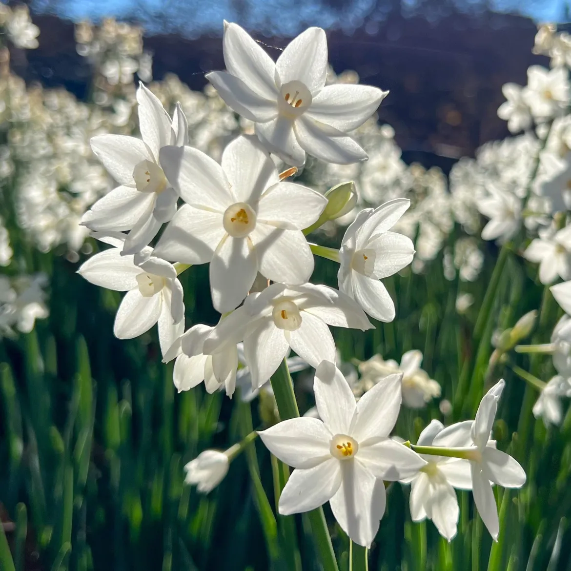 Narcisse Paperwhite - Fleurit sans même la terre