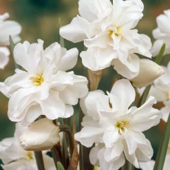 5 Narcisses Albus plenus - Le printemps en fleurs doubles