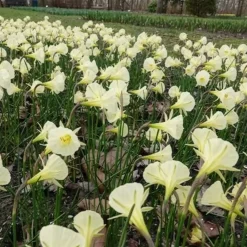 10 Narcisses Artic Bells - Des clochettes blanches au jardin