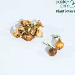 10 Narcisses Artic Bells - Des clochettes blanches au jardin