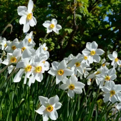 10 Narcisses des poètes Actea - Blanc pur et parfum enivrant