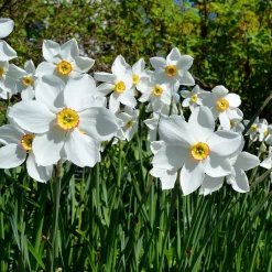 10 Narcisses des poètes Actea - Blanc pur et parfum enivrant