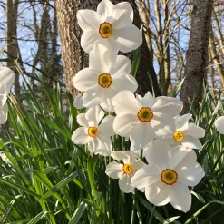 10 Narcisses des poètes Actea - Blanc pur et parfum enivrant