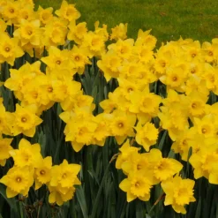 5 Narcisses Dutch Master - Le jaune qui réveille mars
