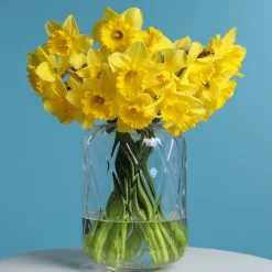 5 Narcisses Dutch Master - Le jaune qui réveille mars