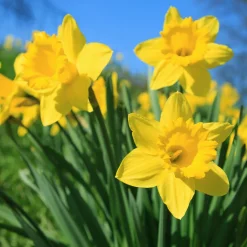 5 Narcisses Dutch Master - Le jaune qui réveille mars