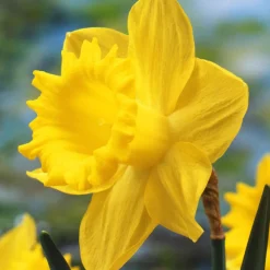 5 Narcisses Dutch Master - Le jaune qui réveille mars