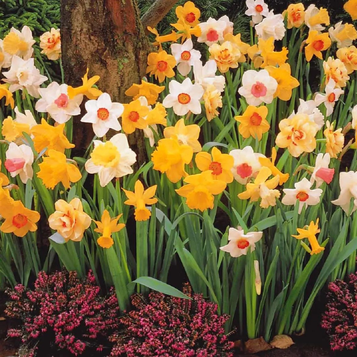 Narcisses en mélange - Le printemps en couleurs