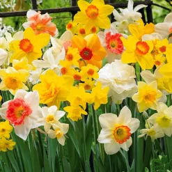 Narcisses en mélange - Le printemps en couleurs