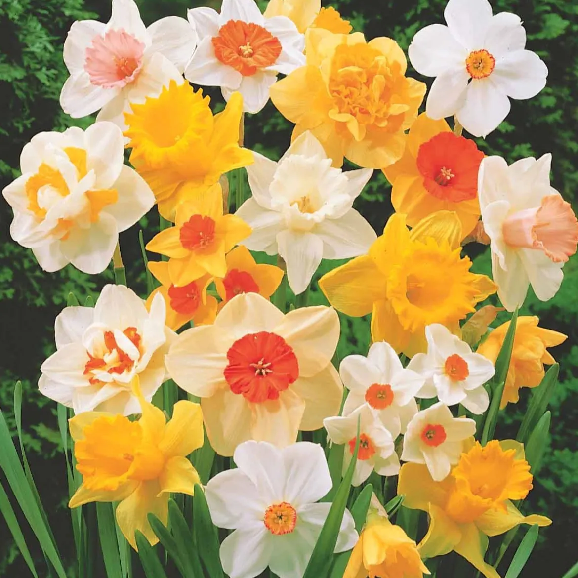 Narcisses en mélange - Le printemps en couleurs