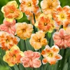 10 Narcisses à fleurs d'Orchidées en mélange - Le printemps sans effort