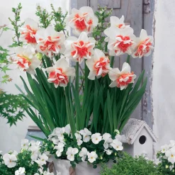 10 Narcisses à fleurs doubles doubles Delnashaugh - Des fleurs doubles au printemps