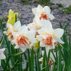 10 Narcisses à fleurs doubles Replete - Le printemps double dose