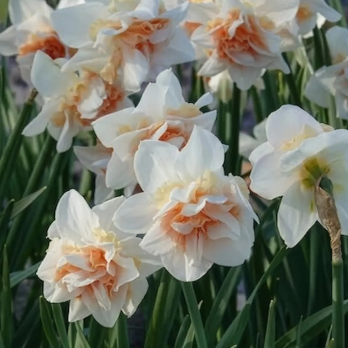 10 Narcisses à fleurs doubles Replete - Le printemps double dose