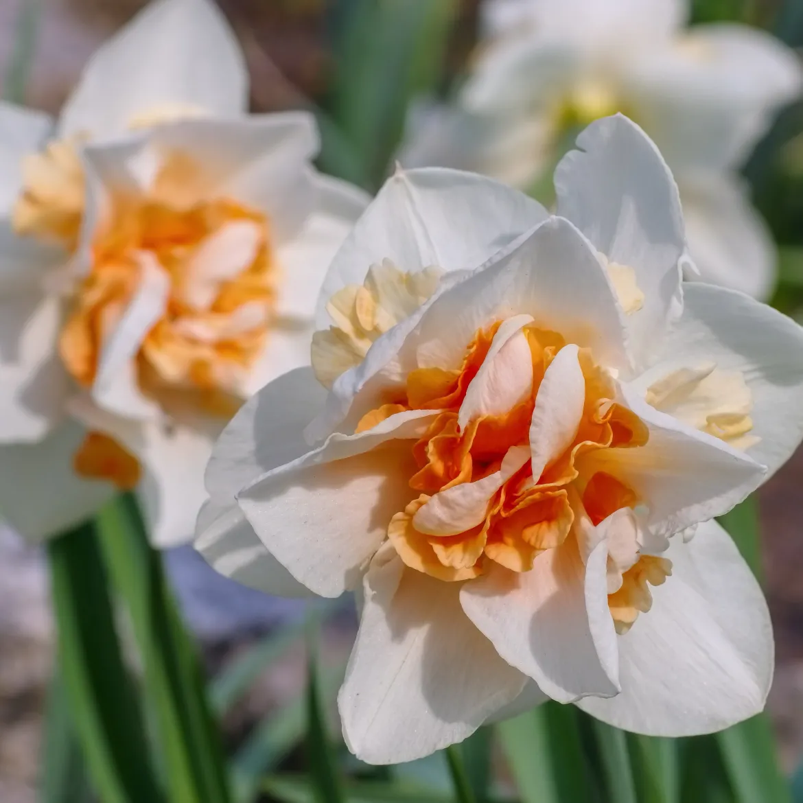 10 Narcisses à fleurs doubles Replete - Le printemps double dose