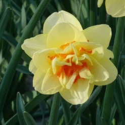 10 Narcisses à fleurs doubles Tahiti - Le printemps en double