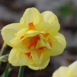 10 Narcisses à fleurs doubles Tahiti - Le printemps en double