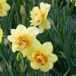 10 Narcisses à fleurs doubles Tahiti - Le printemps en double