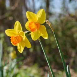 10 Narcisses Fortune - Du jaune éclatant dès mars