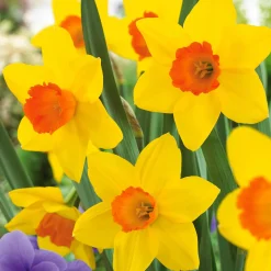 10 Narcisses Fortune - Du jaune éclatant dès mars