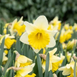 10 Narcisses Goblet - Le printemps en 40 cm