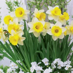 10 Narcisses Goblet - Le printemps en 40 cm