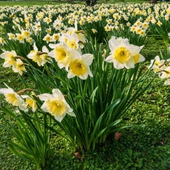 10 Narcisses Goblet - Le printemps en 40 cm