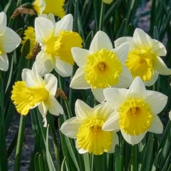 10 Narcisses Goblet - Le printemps en 40 cm