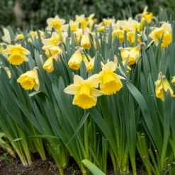 10 Narcisses Goblet - Le printemps en 40 cm