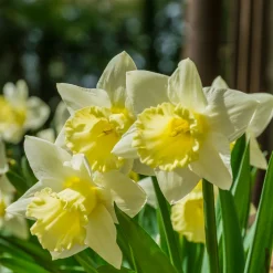 10 Narcisses Goblet - Le printemps en 40 cm