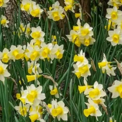 7 Narcisses Golden Echo - Le printemps en jaune vif