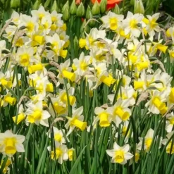 7 Narcisses Golden Echo - Le printemps en jaune vif