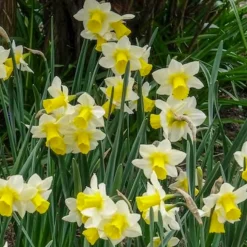 7 Narcisses Golden Echo - Le printemps en jaune vif