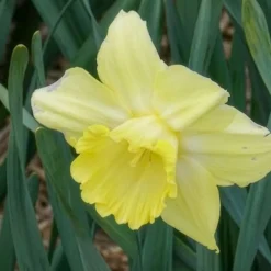 5 Narcisses à grande couronne Avalon - Le jaune qui réveille mars