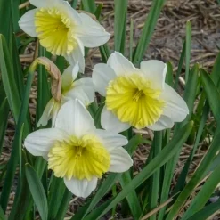 5 Narcisses à grande couronne Ice follies - Le printemps en éclat blanc