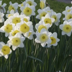 5 Narcisses à grande couronne Ice follies - Le printemps en éclat blanc