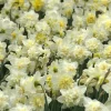 5 Narcisses Ice Kings - Jaune double effet waouh