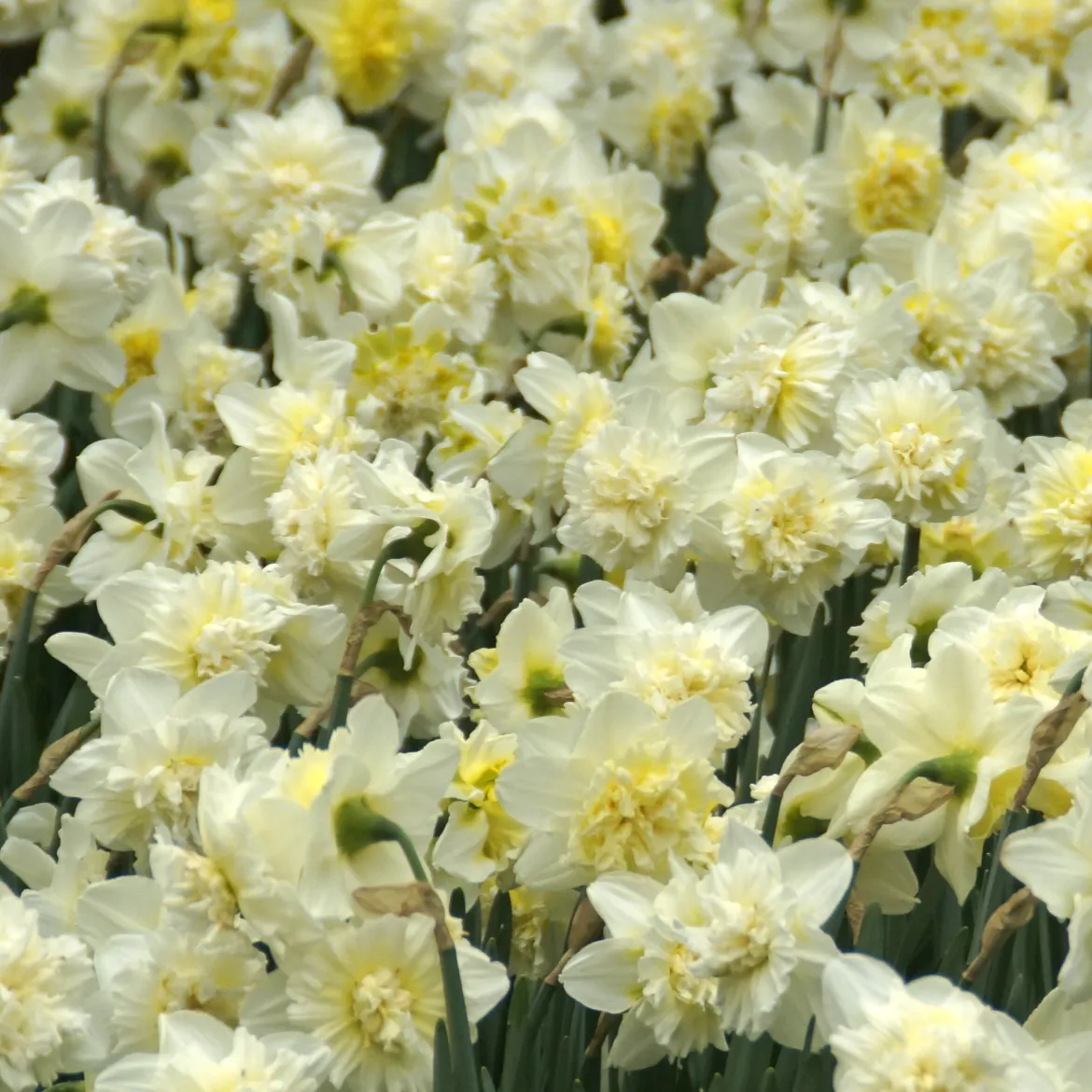 5 Narcisses Ice Kings - Jaune double effet waouh
