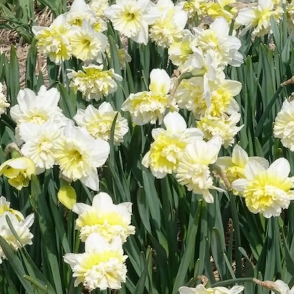 5 Narcisses Ice Kings - Jaune double effet waouh