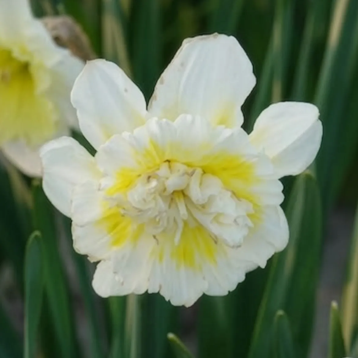 5 Narcisses Ice Kings - Jaune double effet waouh