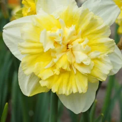 5 Narcisses Ice Kings - Jaune double effet waouh