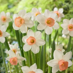 5 Narcisses Iwona - Le printemps en avance