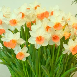 5 Narcisses Iwona - Le printemps en avance