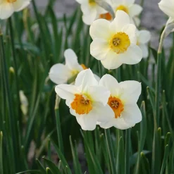 5 Narcisses à petite couronne Barrett Browning - Le printemps en un geste