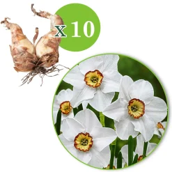 10 Narcisses Recurvus - Le parfum star du printemps