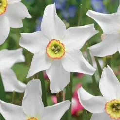 10 Narcisses Recurvus - Le parfum star du printemps