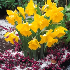 10 Narcisses Rijnveld Early Sensation - Le jaune qui brave l'hiver