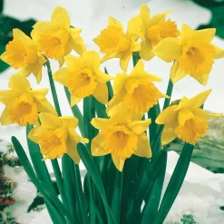 10 Narcisses Rijnveld Early Sensation - Le jaune qui brave l'hiver
