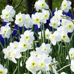 7 Narcisses Segovia - Le printemps en petit format